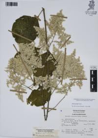 Iresine grandis image